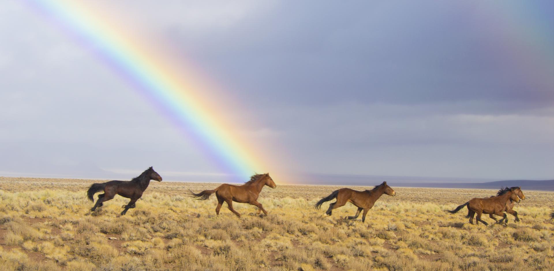 Wild horses released in Southern Nevada